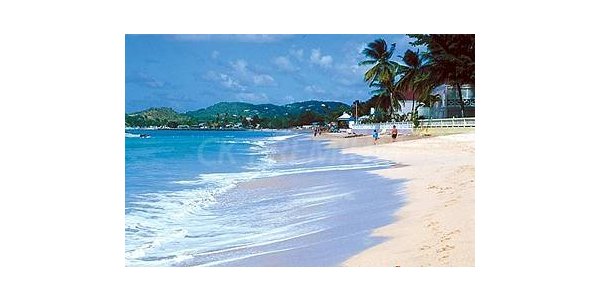 St. Lucian Rex