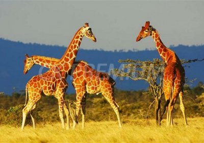 „KEŇA - to nejlepší“ – výjimečné africké safari