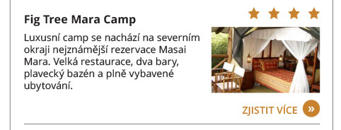 Keňa to nejlepší speciální poznávací zájezd ubytování Fig Tree Mara Camp